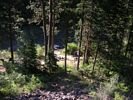 Big Tree Camp