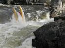 A cat getting shot straight up in Dagger Falls on the Middle Fork of the Salmon River